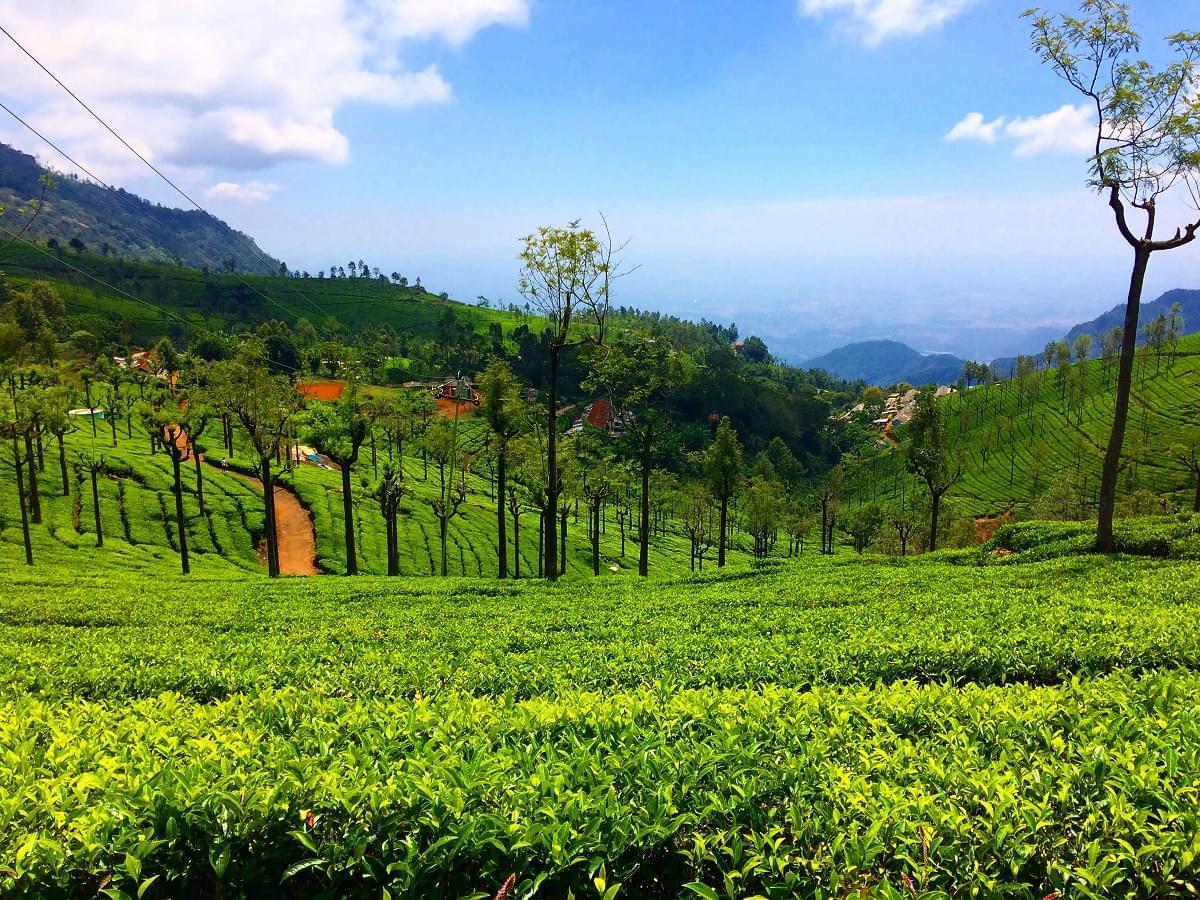  - Coorg 2Night,Ooty 3Night