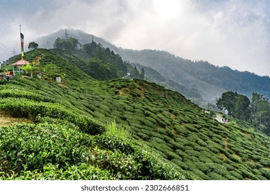  - Gangtok 02Night,Pelling 02Night,Darjeeling 02Night,Kalimpong 01Night