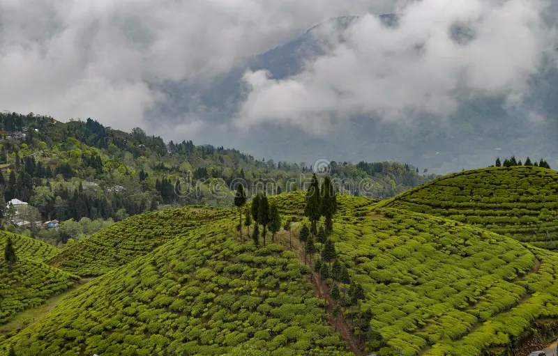  - Gangtok 03Night,Lachen 01Night,Lachung 01Night,Darjeeling 02Night,Kalimpong 01Night